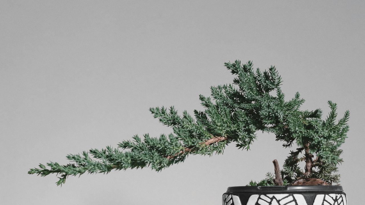 bonsai 0.3.0
